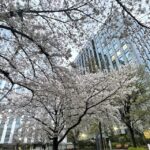 お花見も終わりでしょうか